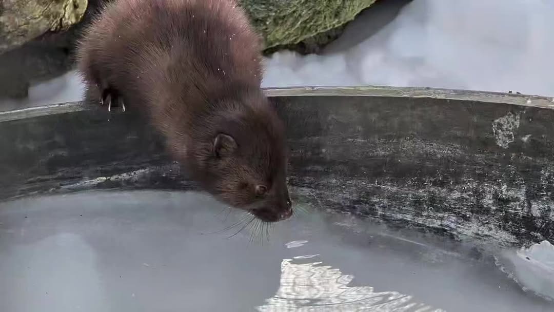 Post 8 by Red Wolf Sanctuary on Instagram (video)