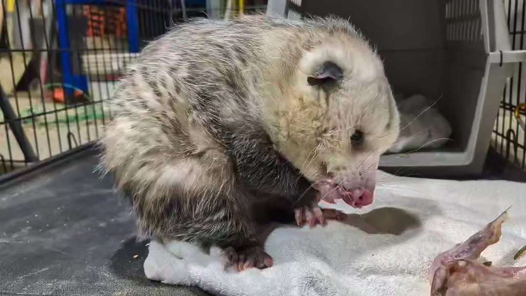 Post 7 by Red Wolf Sanctuary on Instagram (video)