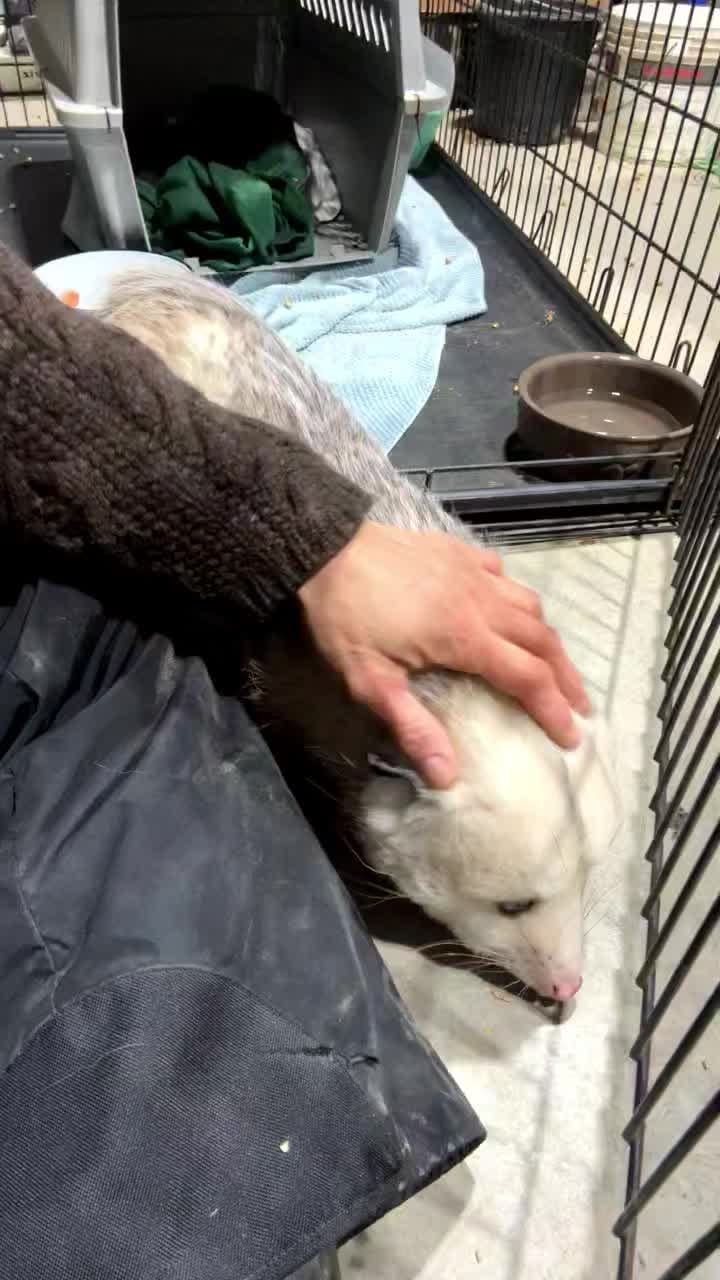 Post 9 by Red Wolf Sanctuary on Instagram (video)