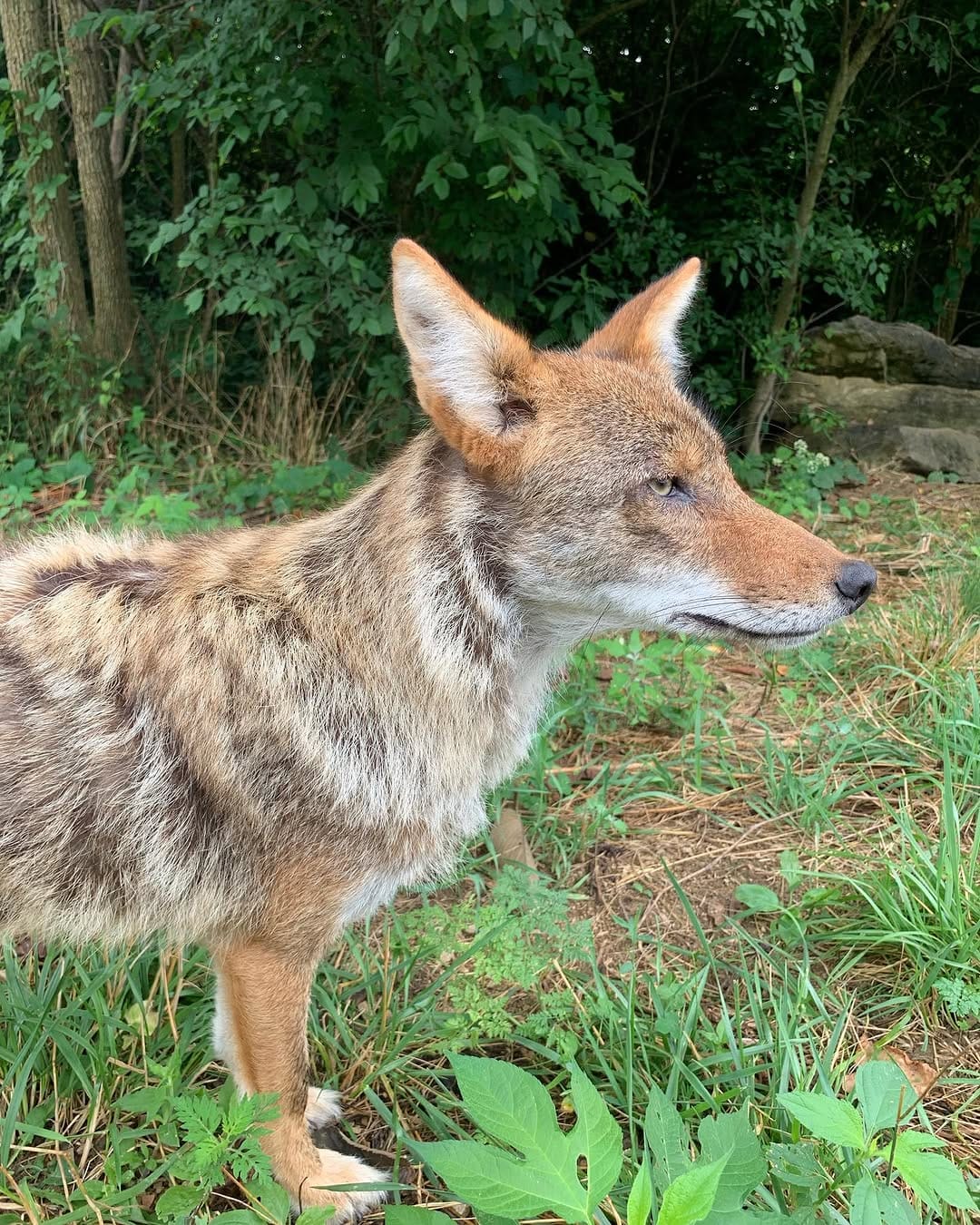 Post 10 by Red Wolf Sanctuary on Instagram (image)