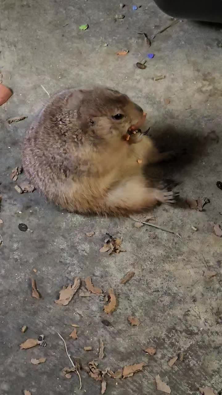 Post 6 by Red Wolf Sanctuary on Instagram (video)