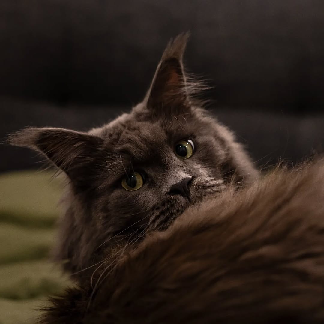 Post 5 by Maine Coon Furiends on Instagram (image)
