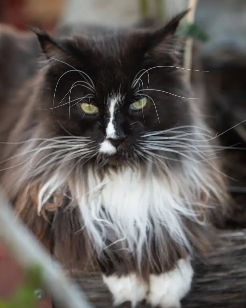 Post 2 by Maine Coon Furiends on Instagram (image)