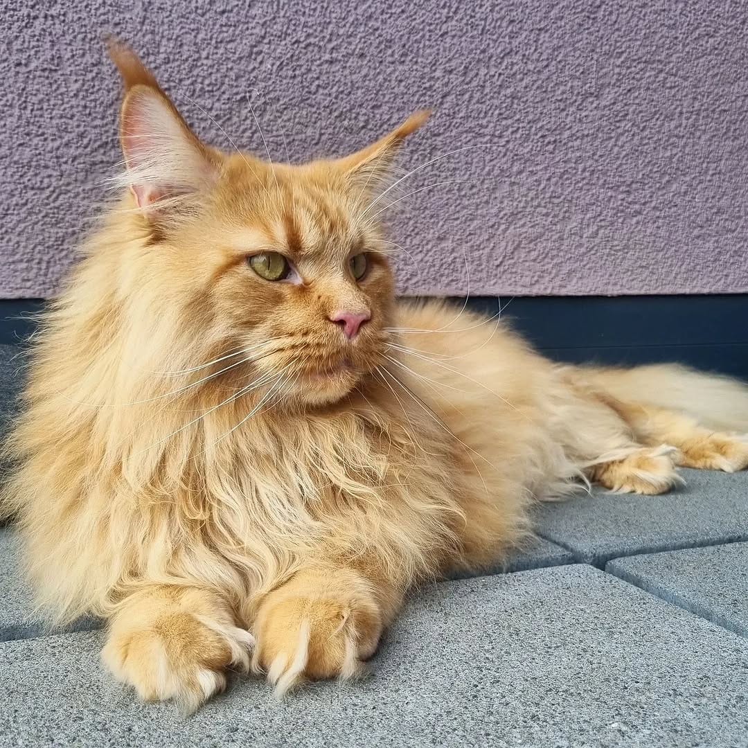 Post 3 by Maine Coon Furiends on Instagram (image)