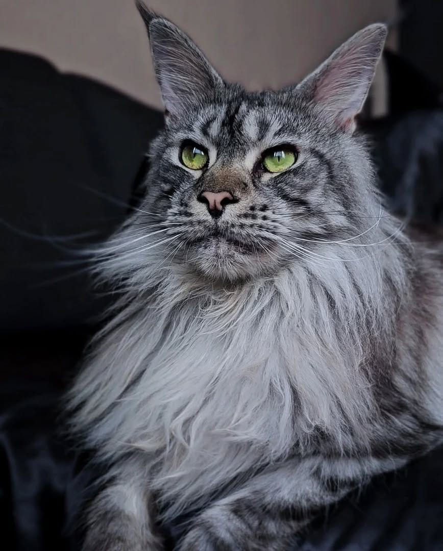 Post 1 by Maine Coon Furiends on Instagram (image)