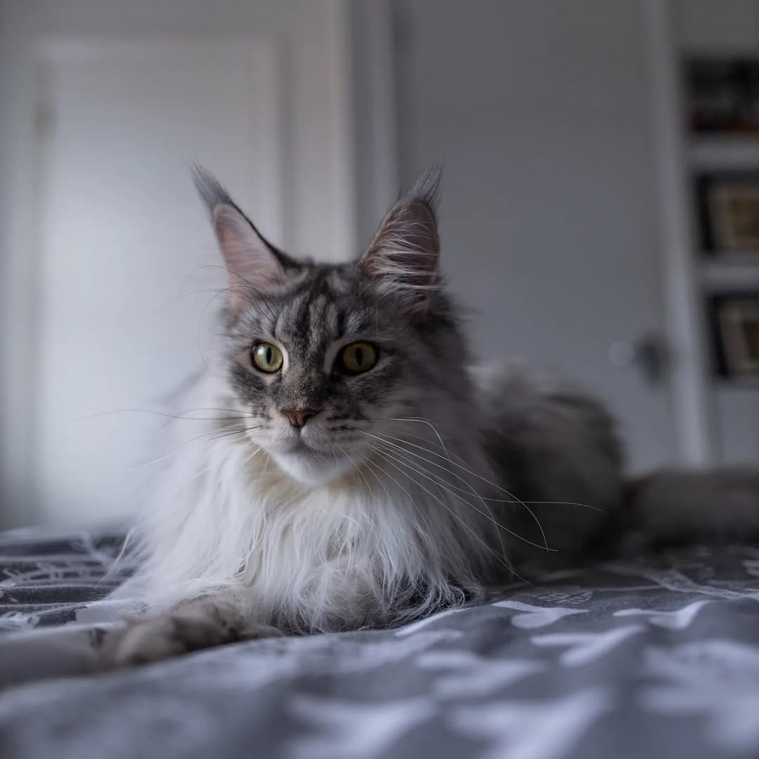Post 9 by Maine Coon Furiends on Instagram (image)