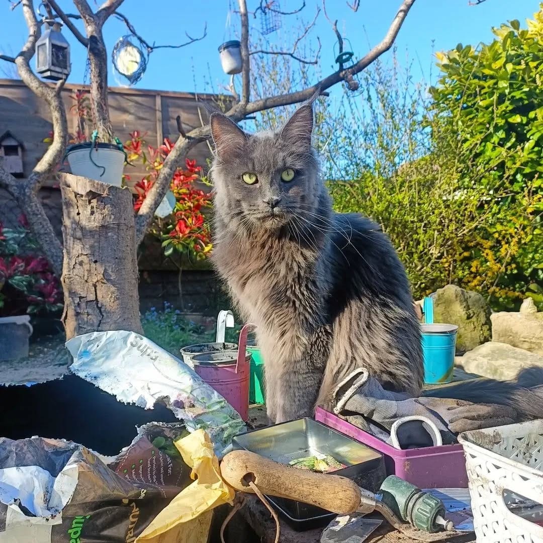 Post 4 by Maine Coon Furiends on Instagram (image)