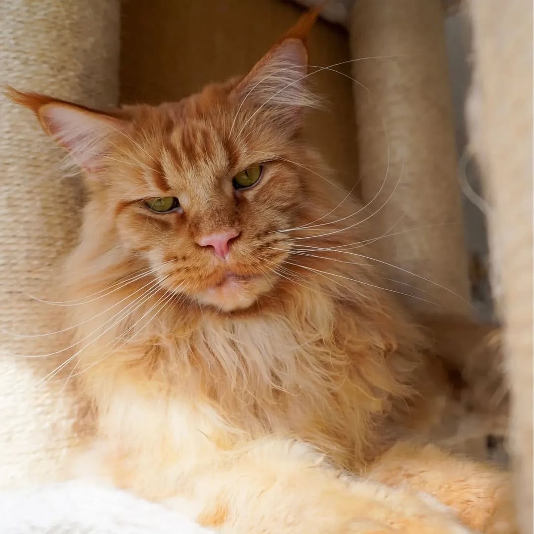 Post 8 by Maine Coon Furiends on Instagram (image)