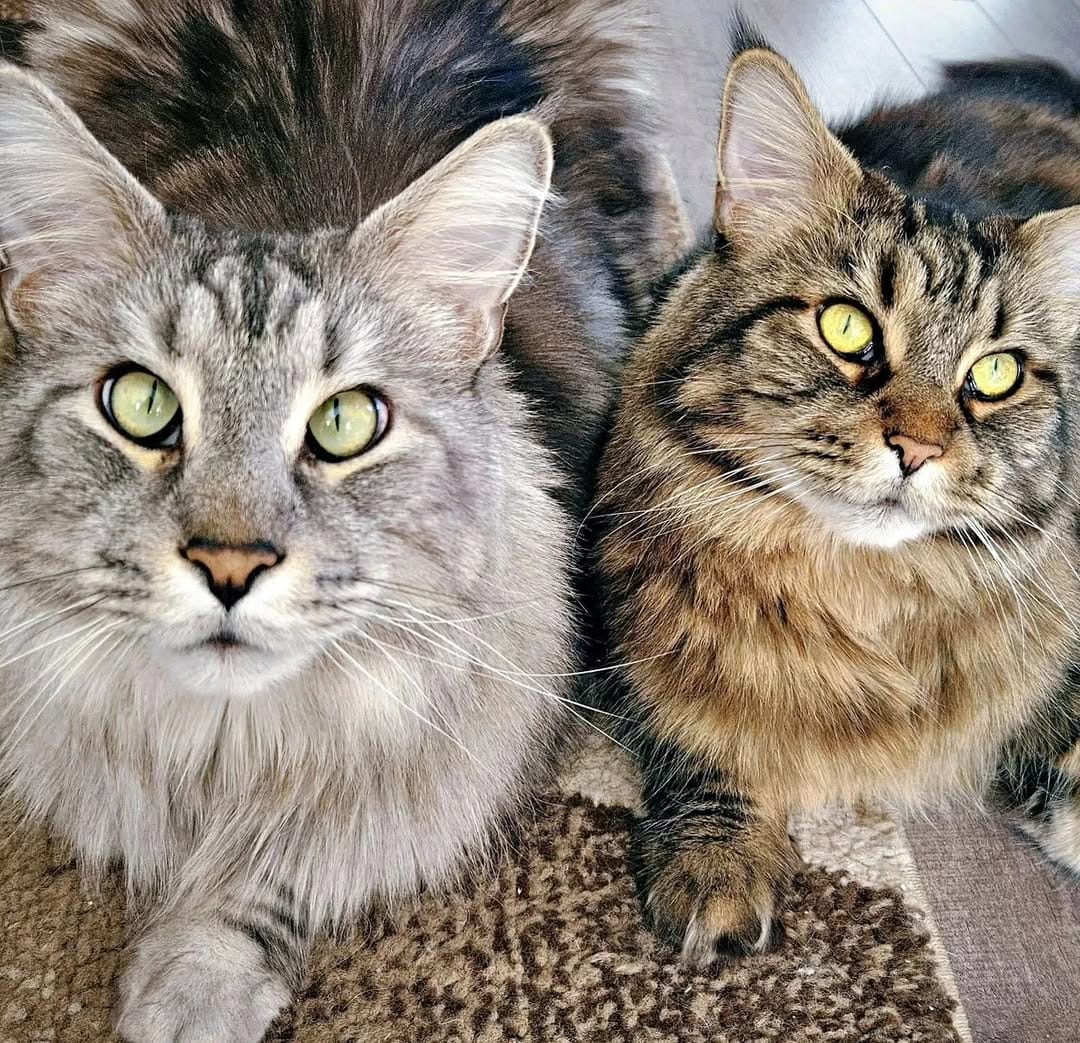 Post 10 by Maine Coon Furiends on Instagram (image)