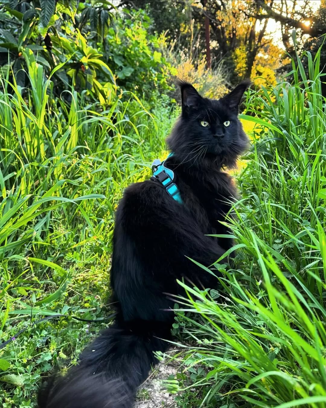 Post 7 by Maine Coon Furiends on Instagram (image)