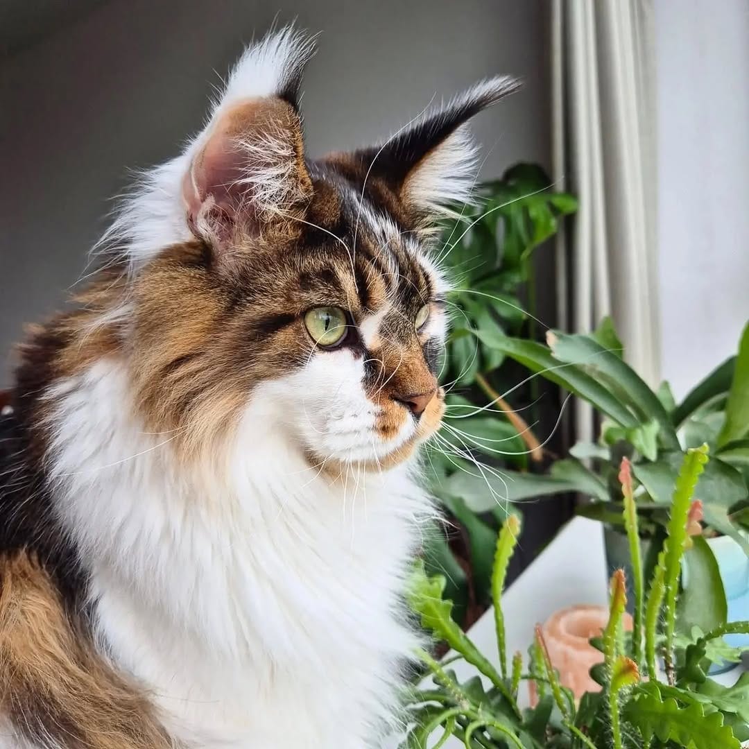 Post 6 by Maine Coon Furiends on Instagram (image)