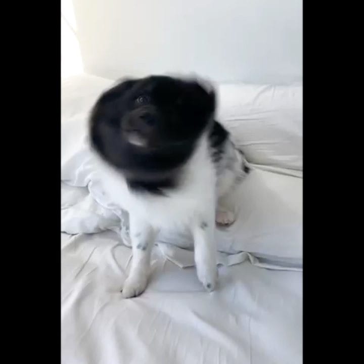 Post 9 by Oreo on Instagram (video)