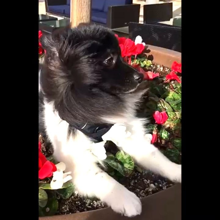 Post 8 by Oreo on Instagram (video)