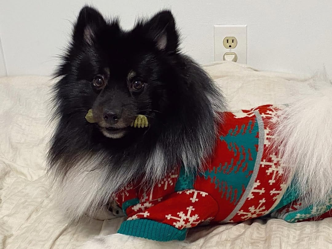 Post 2 by Oreo on Instagram (image)
