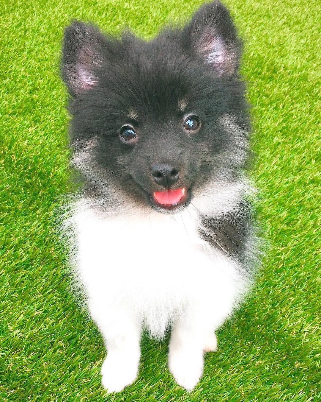 Post 10 by Oreo on Instagram (image)