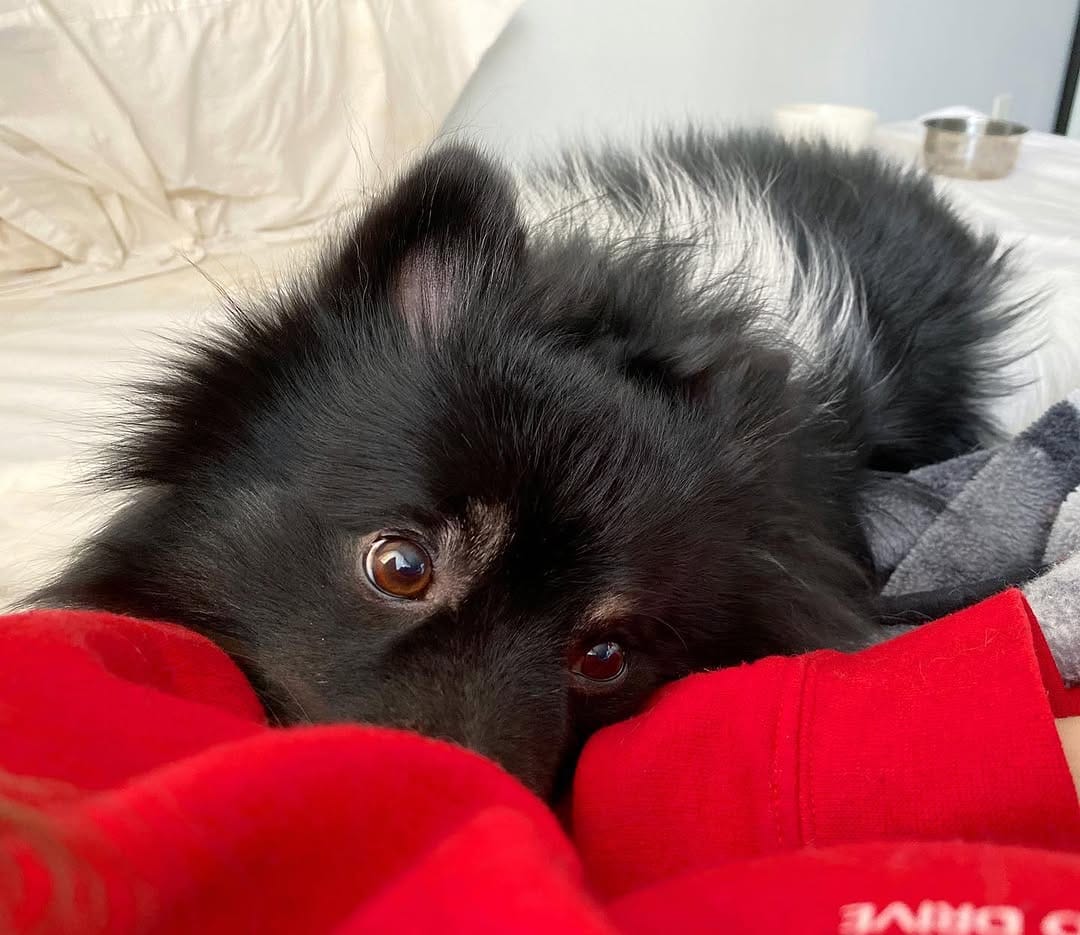 Post 4 by Oreo on Instagram (image)
