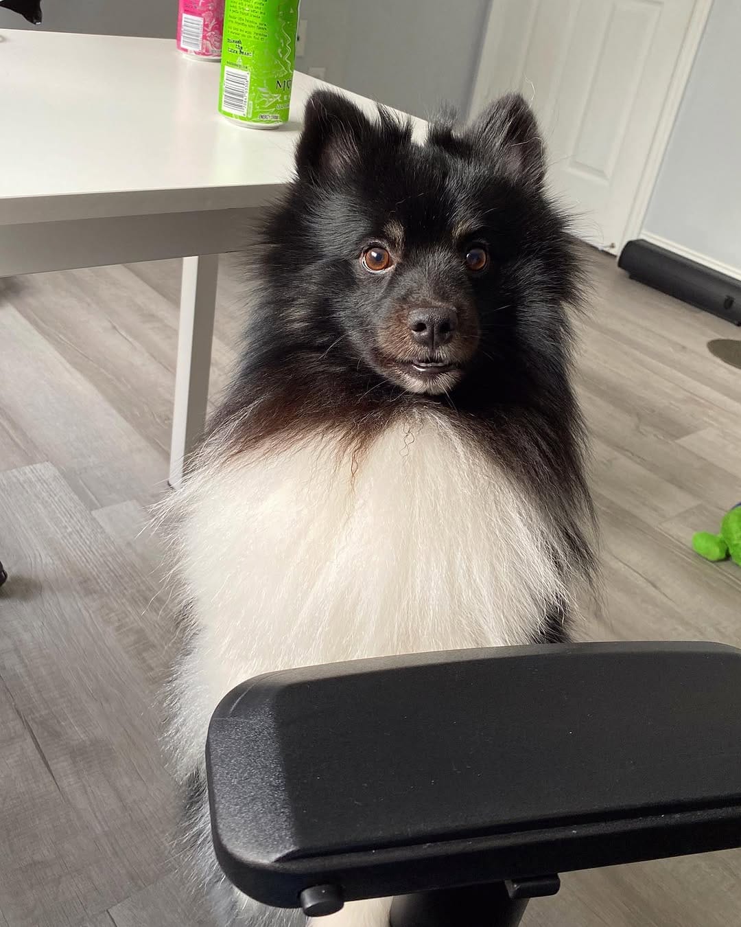 Post 7 by Oreo on Instagram (image)