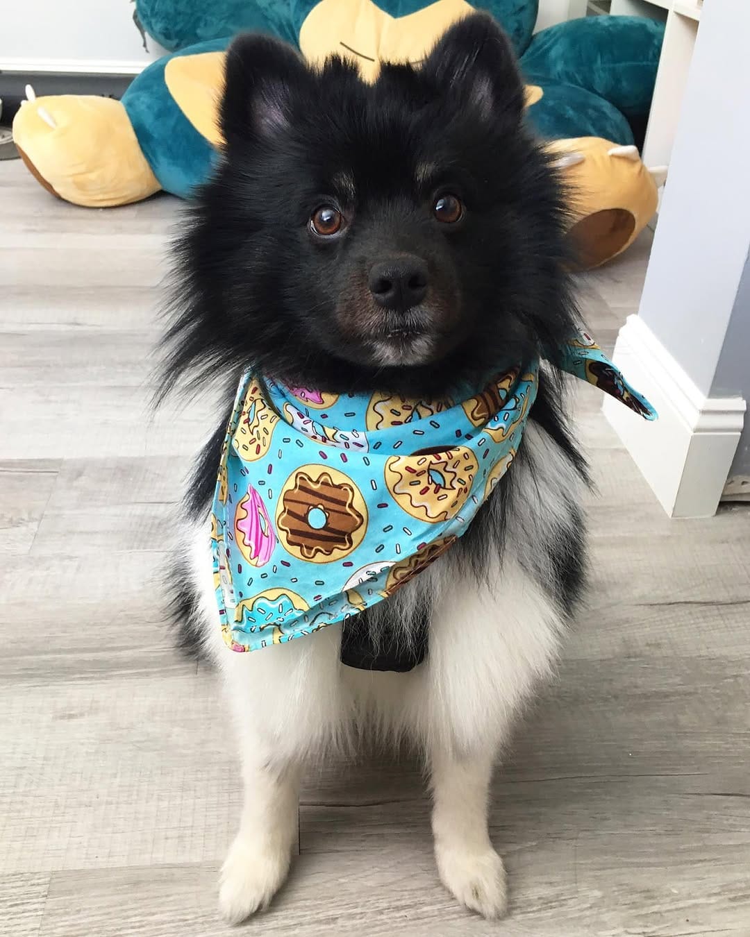 Post 5 by Oreo on Instagram (image)