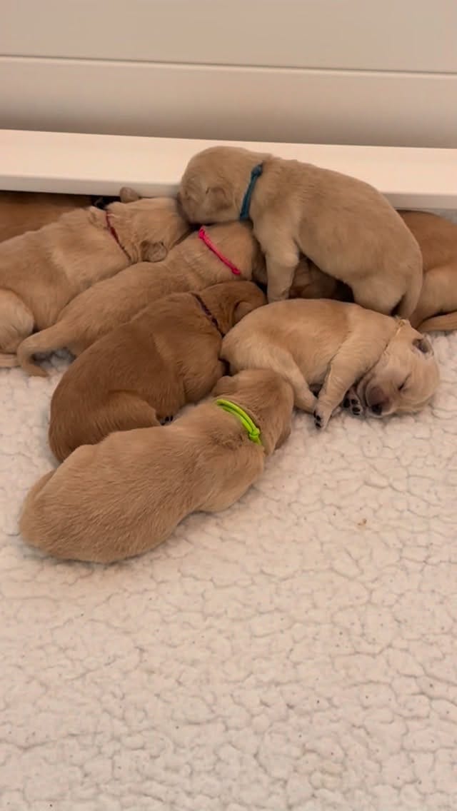 Post 7 by ElkCreekGoldenRetrievers on Instagram (video)