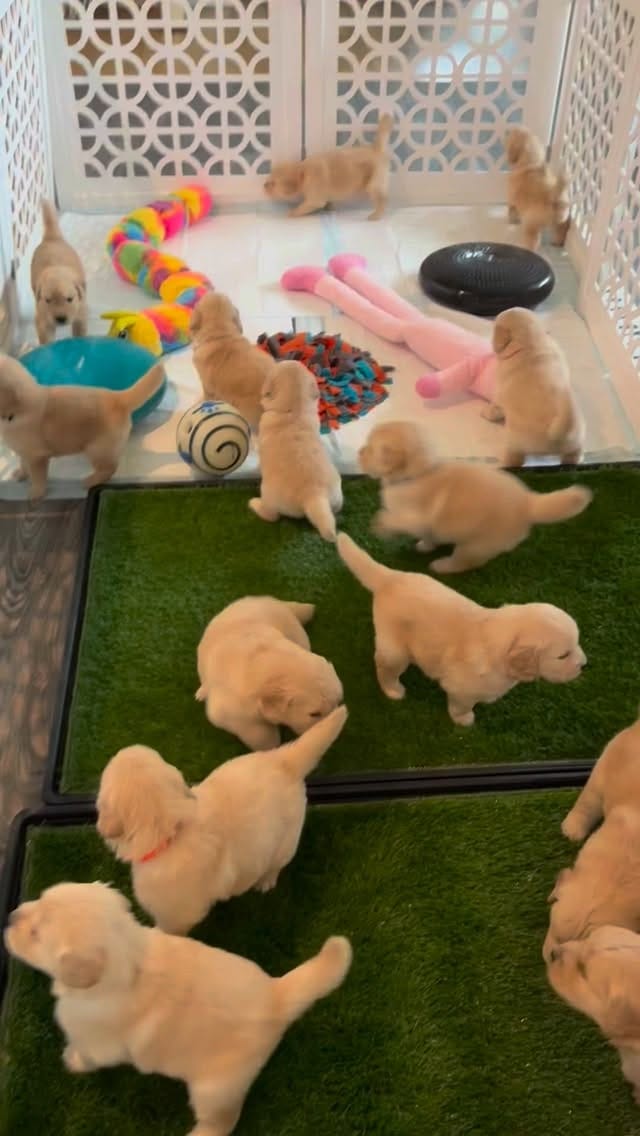 Post 1 by ElkCreekGoldenRetrievers on Instagram (video)