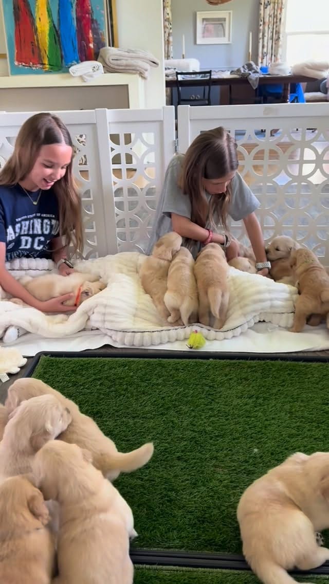 Post 2 by ElkCreekGoldenRetrievers on Instagram (video)