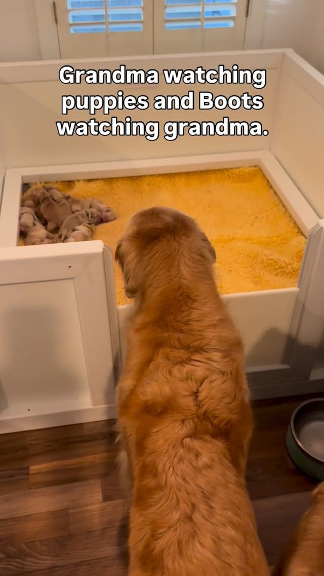 Post 9 by ElkCreekGoldenRetrievers on Instagram (video)