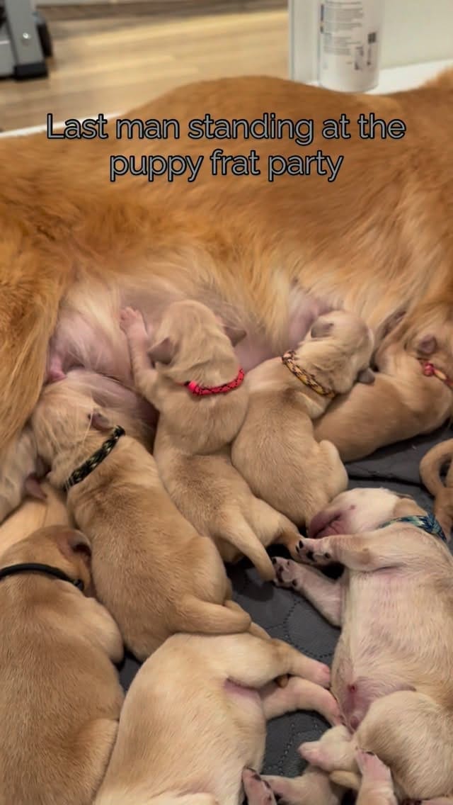 Post 10 by ElkCreekGoldenRetrievers on Instagram (video)