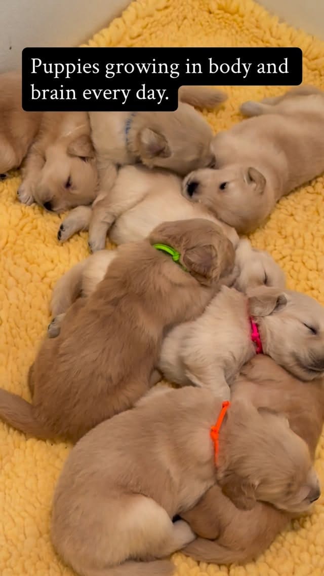 Post 5 by ElkCreekGoldenRetrievers on Instagram (video)