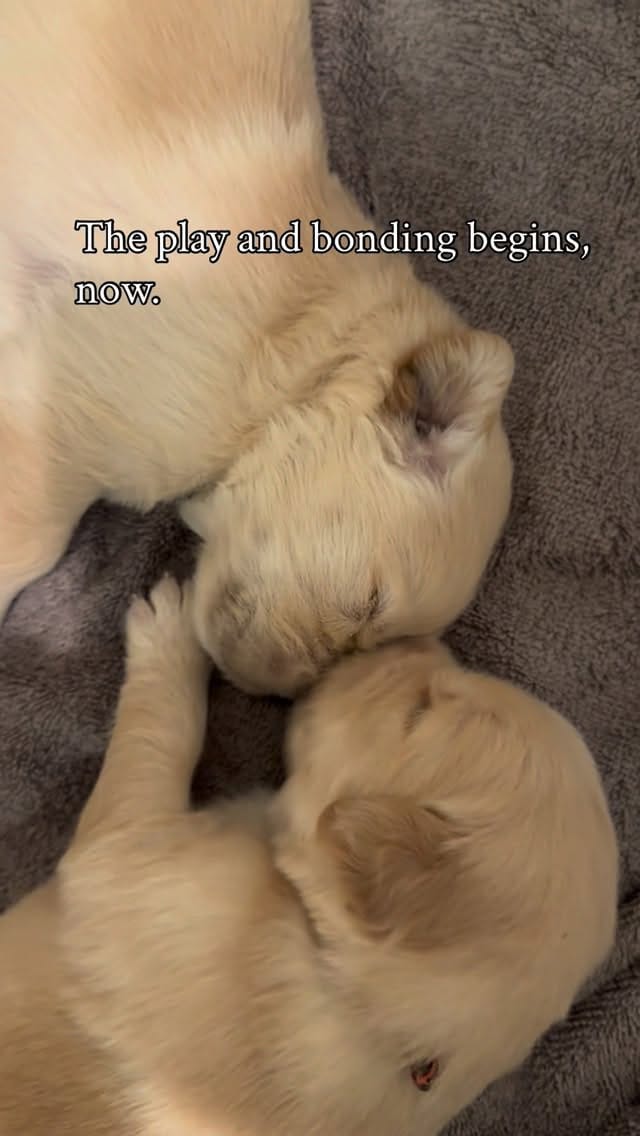 Post 6 by ElkCreekGoldenRetrievers on Instagram (video)