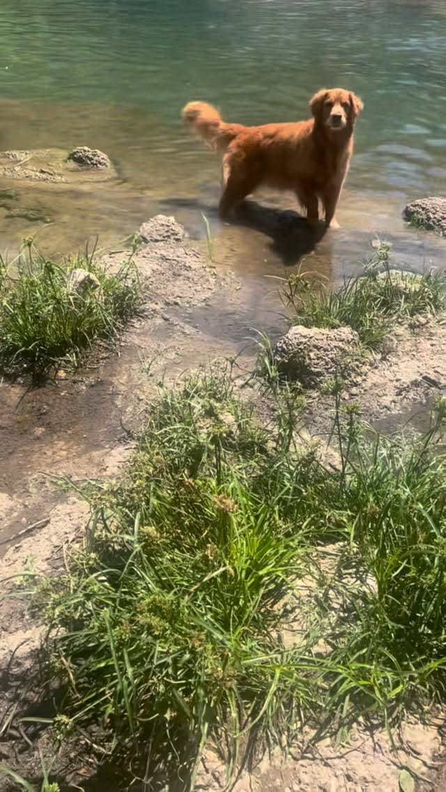 Post 8 by ElkCreekGoldenRetrievers on Instagram (video)