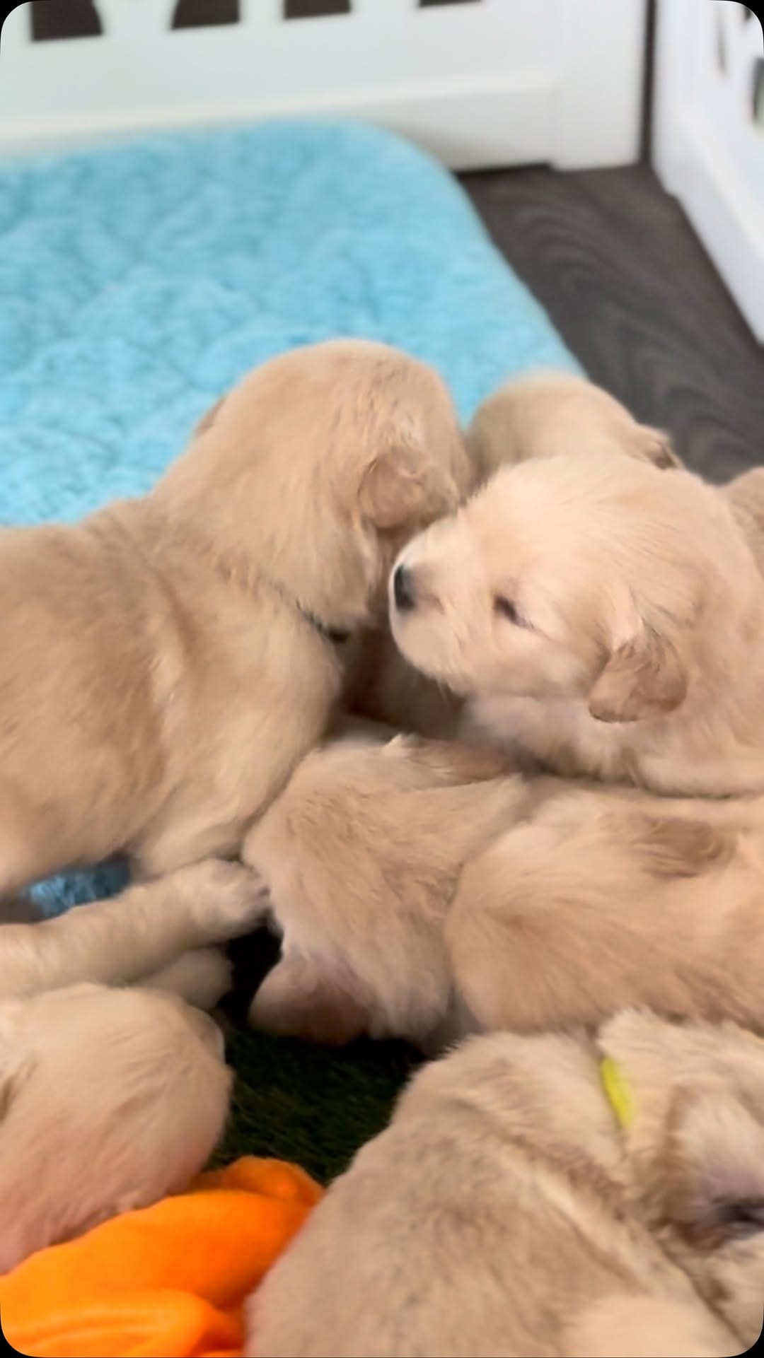 Post 4 by ElkCreekGoldenRetrievers on Instagram (video)
