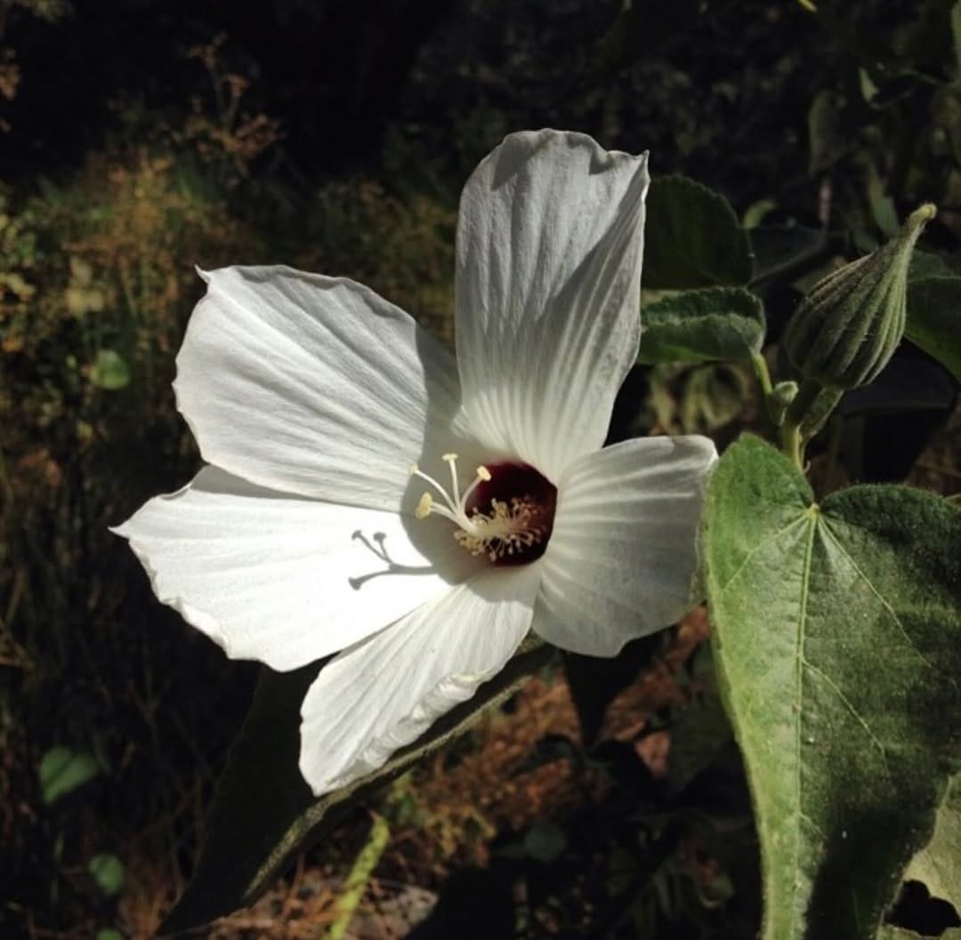 Post 9 by @california_native_plants on Instagram (carousel)