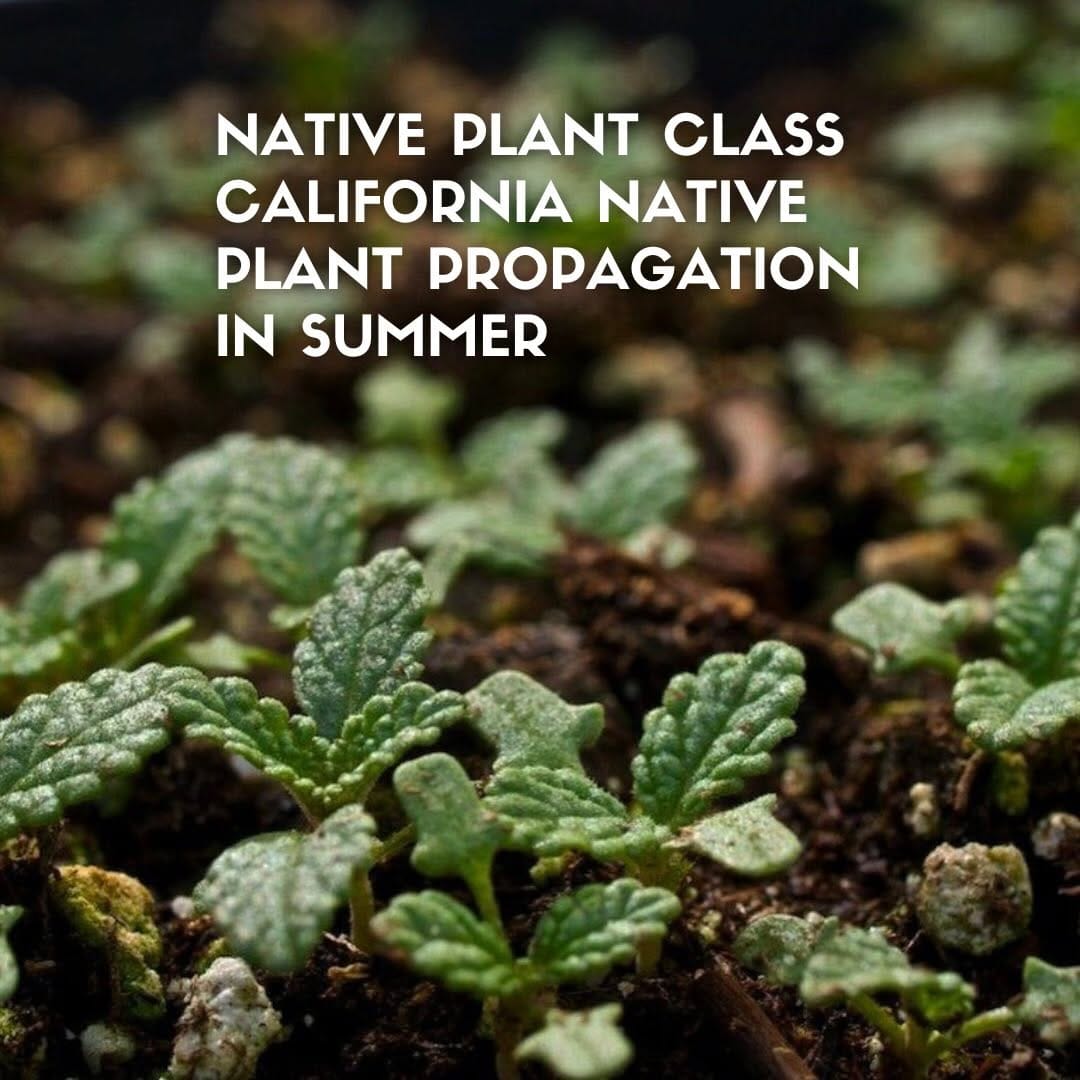 Post 3 by @california_native_plants on Instagram (image)