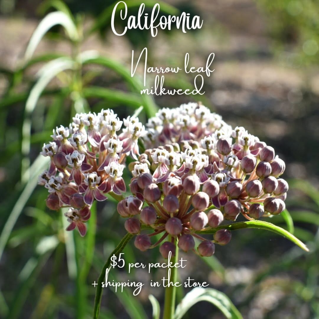 Post 5 by @california_native_plants on Instagram (image)
