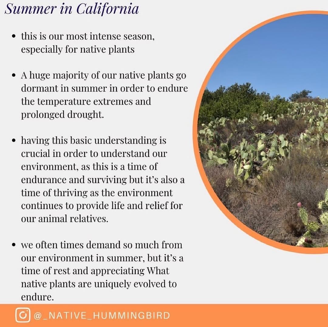 Post 6 by @california_native_plants on Instagram (carousel)