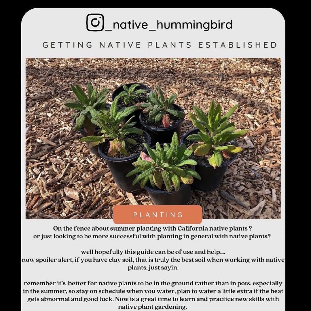 Post 2 by @california_native_plants on Instagram (carousel)