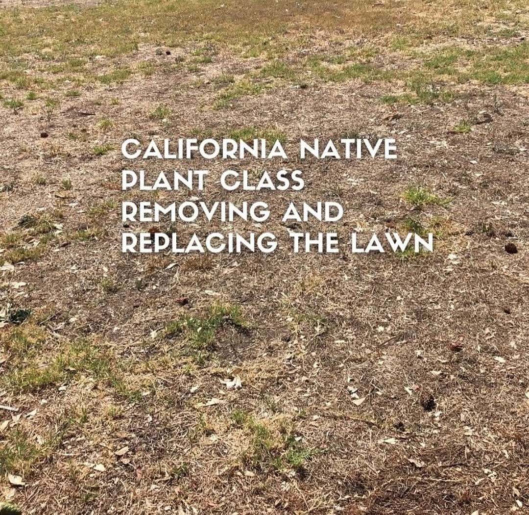 Post 4 by @california_native_plants on Instagram (image)