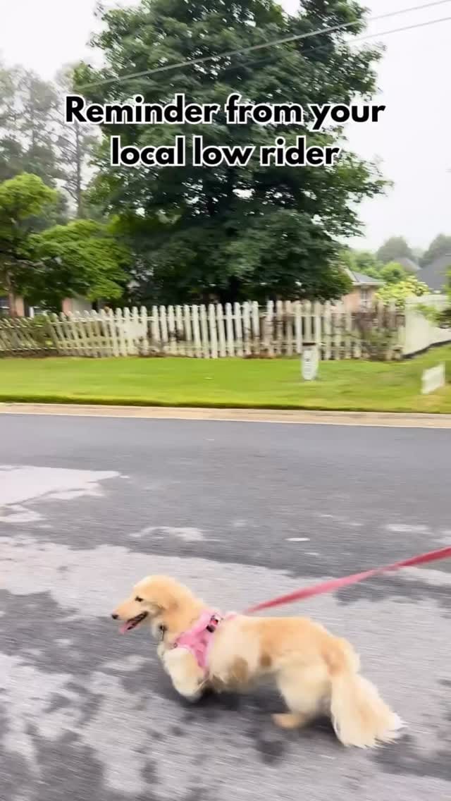 Post 1 by DREAM Dachshund Rescue on Instagram (video)