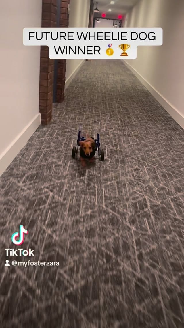 Post 2 by DREAM Dachshund Rescue on Instagram (video)