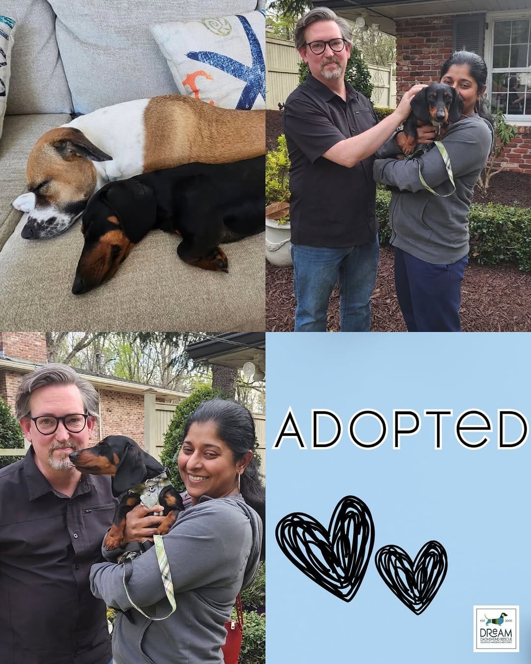 Post 4 by DREAM Dachshund Rescue on Instagram (image)