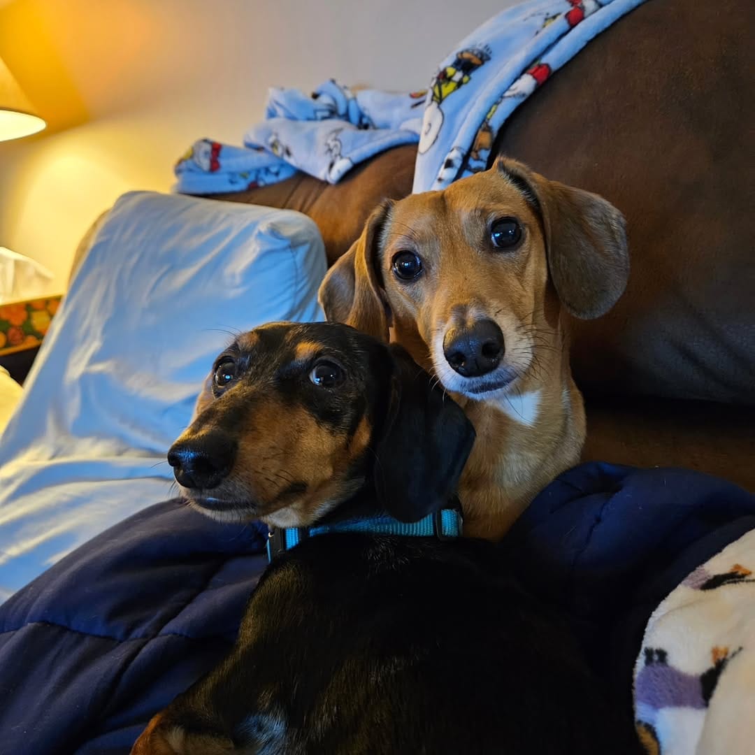 Post 9 by DREAM Dachshund Rescue on Instagram (carousel)