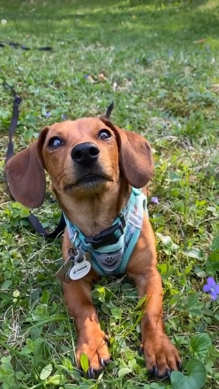 Post 6 by DREAM Dachshund Rescue on Instagram (video)