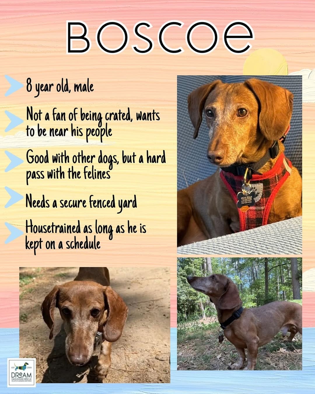 Post 3 by DREAM Dachshund Rescue on Instagram (image)