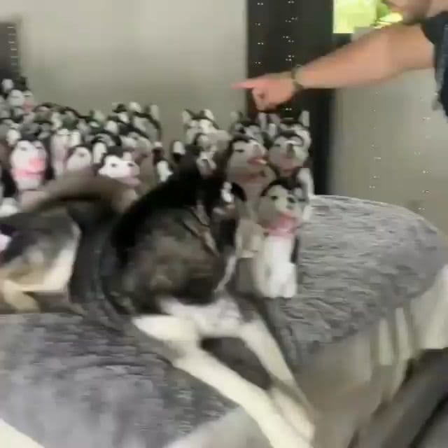 Post 7 by Husky 🇺🇲 on Instagram (video)