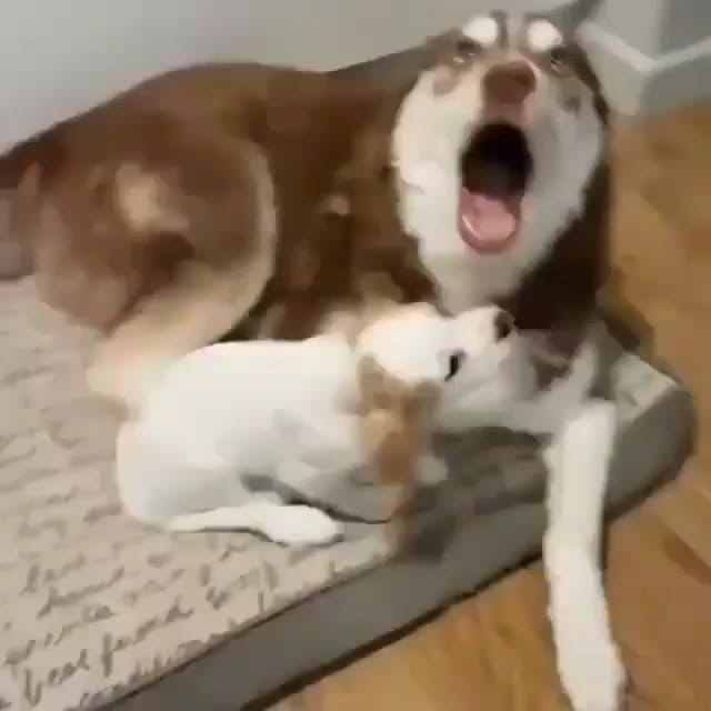 Post 2 by Husky 🇺🇲 on Instagram (video)