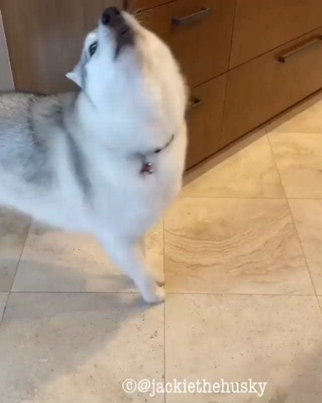 Post 9 by Husky 🇺🇲 on Instagram (video)