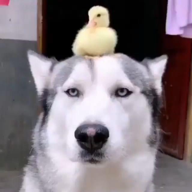 Post 10 by Husky 🇺🇲 on Instagram (video)