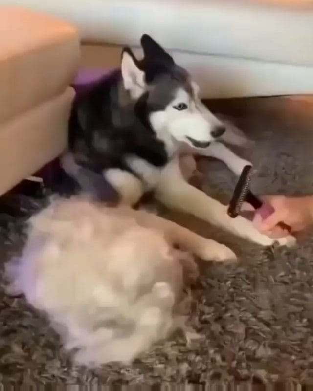 Post 8 by Husky 🇺🇲 on Instagram (video)