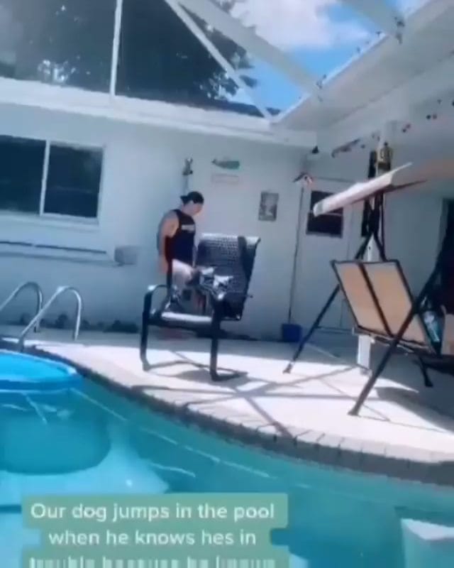 Post 1 by Husky 🇺🇲 on Instagram (video)