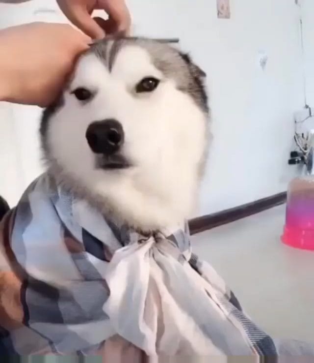 Post 5 by Husky 🇺🇲 on Instagram (video)